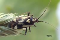 Grypocoris sexguttatus