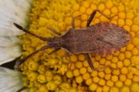 Coriomeris