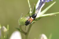 Pterotmetus staphyliniformis