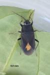 Aphanus rolandri