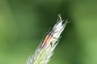 Leptopterna dolabrata