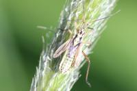 Leptopterna dolabrata