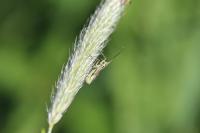 Leptopterna dolabrata