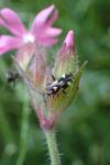 Grypocoris sexguttatus