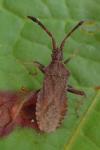 Coriomeris denticulatus