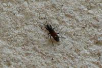 Pterotmetus staphyliniformis