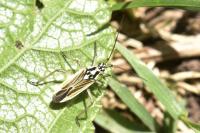 Leptopterna dolabrata