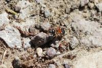 Raglius alboacuminatus