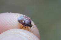 Stagonomus bipunctatus pusillus
