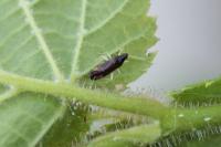 Phylus coryli