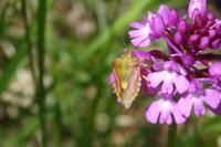 Carpocoris purpureipennis