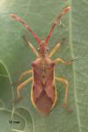 Gonocerus juniperi
