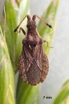 Spathocera dalmanii