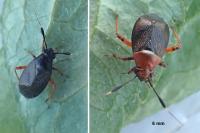 Capsus ater