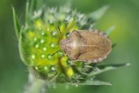 Eurygaster testudinaria