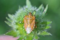 Carpocoris purpureipennis