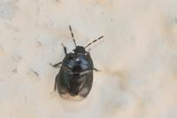 Legnotus limbosus