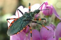 Rhynocoris annulatus