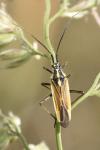 Leptopterna dolabrata