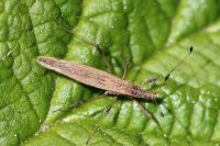 Berytinus minor