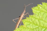 Berytinus minor