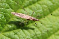 Berytinus minor
