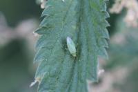 Orthotylus marginalis