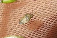 Neottiglossa leporina