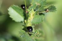 Coptosoma scutellatum