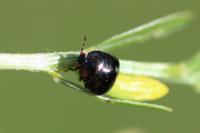 Coptosoma scutellatum