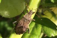 Ceraleptus gracilicornis