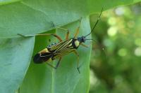 Miris striatus