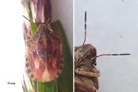Eurygaster testudinaria