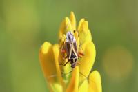 Hadrodemus m-flavum