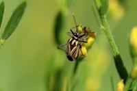 Hadrodemus m-flavum