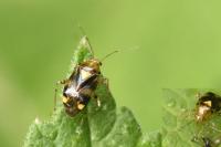Liocoris tripustulatus