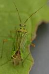 Mermitelocerus schmidtii