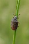 Podops inunctus