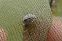 Dolycoris baccarum