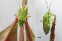 Oncotylus punctipes