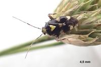 Liocoris tripustulatus
