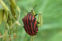 Graphosoma italicum italicum