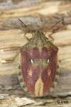 Eurygaster testudinaria