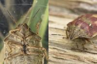 Eurygaster testudinaria
