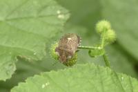 Dyroderes umbraculatus