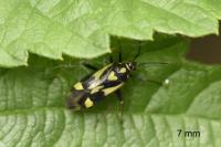 Grypocoris sexguttatus
