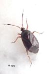 Deraeocoris trifasciatus