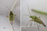 Adelphocoris quadripunctatus