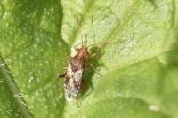 Rhopalus subrufus