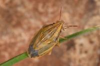 Aelia acuminata